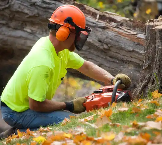 tree services Wilson's Mills